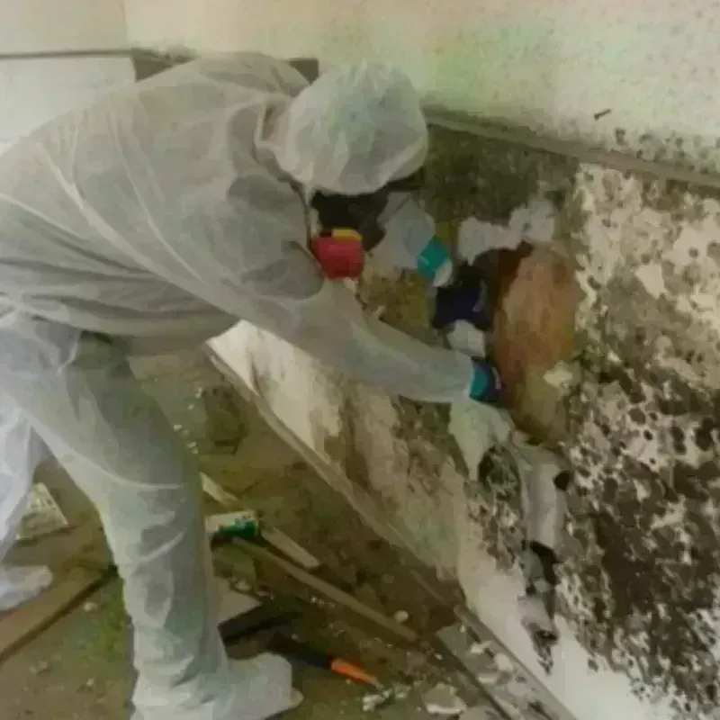 Mold Remediation and Removal in Greeley County, KS